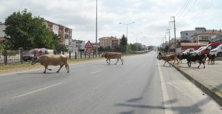 Karayolunda Başıboş Hayvanlar Trafiği Tehlikeye Düşürdü