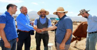 Kaçan Kurbanlık Dana Trafiğe Daldı