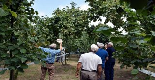 Ferrero, Fındık Üreticilerini Bahçelerde Bilgilendiriyor