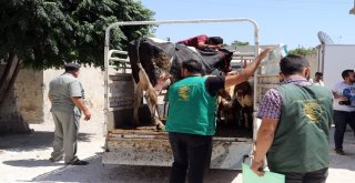 Suriyeli Ailelere İnek Ve Koyun Desteği