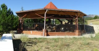 Osman Gazinin Salıncakta Sallandığı 12 Asırlık Çam Koruma Altında