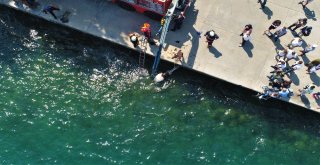 Sariyerde Denize Düşen Atın Kurtarılma Anı Havadan Görüntülendi