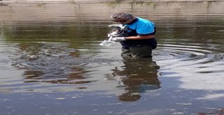 Büyükşehir Belediyesi Sivrisineklere Karşı Kent Genelinde Etkin Mücadele Veriyor