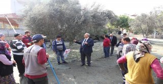 Burhaniye Belediyesi Zeytin Hasadına Başladı