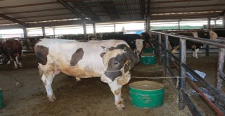 Adıyamanda Kurbanlık Satışları Başladı