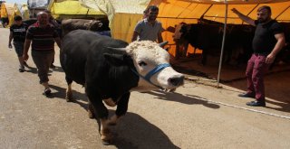 Kurban Satıcılarından Dolar Tepkisi