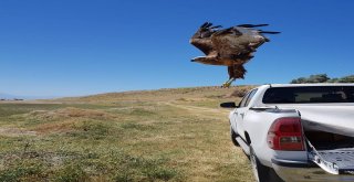 Tedavileri Tamamlanan 2 Kızıl Şahin Özgürlüğe Kanat Çırptı