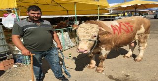 Pazarın Paşası 21 Bin Liraya Alıcı Buldu