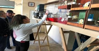 Dünyanın En Büyük Yorkshire Kanarya Şovu Edremitte Yapılacak