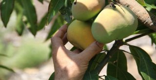 Alanya'da Mango Hasadı Başladı