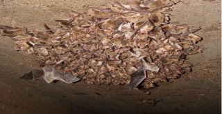 Öğünç: Mağaralarda Yarasa Kozası Arayanlar Ekosisteme Zarar Veriyor