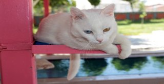 (Özel) Vanda Yüzücü Kediler Yetiştirilecek