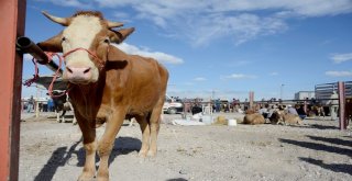Meramda Kurban Satış Ve Kesim Yerleri Belli Oldu