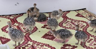 1,5 Ayda Yumurtadan Çıkıyor, Tanesi 500 Liradan Alıcı Buluyor