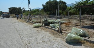Sökede Kurban Bayramı Öncesinde Hayvan Pazarı Temizlendi