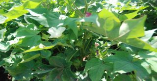 Şanlıurfalı Çiftçilerin Sıcakla İmtihanı