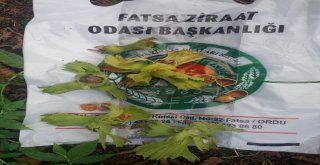 Fındık Bahçelerinde Meyve Dökümü