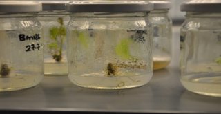 Üzüm Bağlarında Rekolte Kaybını Önleyecek Çalışma