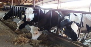 Aydın İl Tarım Müdürlüğünden Şarbon Açıklaması