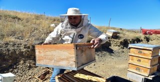 Başkentte “Ballı” Hasat