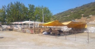 Kuşadasında Kurbanlıklar Elde Kaldı