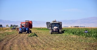 Muşta Şeker Pancarı Hasadı Devam Ediyor