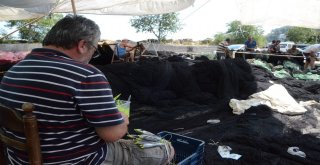 Ordulu Balıkçılar Yeni Sezona Tam Gaz Hazırlanıyor