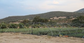 Manisada Arbequina Çeşidi Zeytin Fidanına İlgi Artıyor