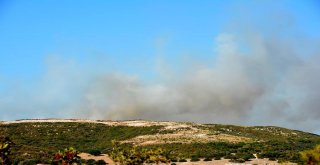 Didimde 50 Dekarlık Makilik  Kül Oldu
