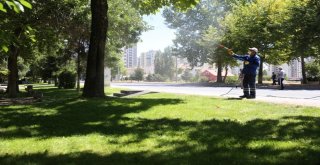 Melikgazide Ağaç Ve Parklarda Sürekli İlaçlama