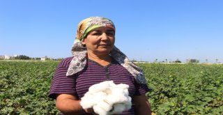 Antalyada Sezonun İlk Pamuğu Kilogramı 50 Liradan Satıldı