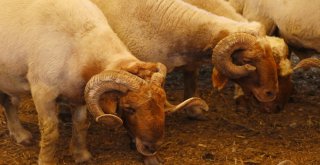 Adanada Kurbanlıklar Pazardaki Yerlerini Aldı