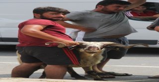 Kurban Fiyatları Düştü