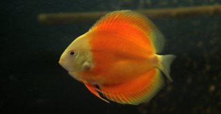 (Özel) Vanda ‘Akvaryum Müzesi Kuruldu