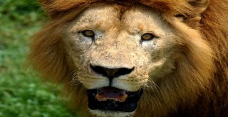 Aslan Ve Kaplanlara Nefes Kesen Beslenme Testi