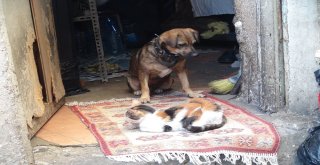 Sokak Hayvanlarına Kucak Açan Hayvansever Yetkililerden Yardım Bekliyor