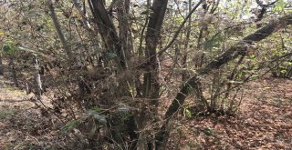 Üreticisinin Kabusu ‘Amerikan Beyaz Kelebeği Fındıkları Sardı