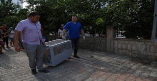Su Borusuna Sıkışan Yavru Köpekler Kurtarıldı