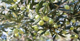 Erdek Zeytin Kooperatifi Ortaklarını Mantara Karşı Uyardı