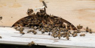 Hava Şartları Anzer Balını Vurdu