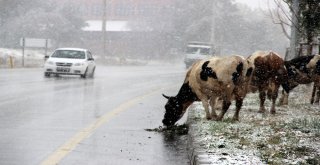 Doğu Anadoluda Kar Yağışı Etkili Oldu