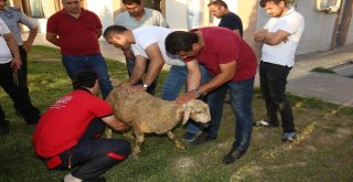 Kaymek Kursları İle Kurban Kazaları Önlenecek