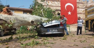 (Özel Haber) Devrilen 190 Yaşındaki Çınar Lüks Otomobili Hurdaya Çevirdi