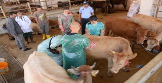 Altındağ Belediyesinden Kurbanlıklara Sağlık Taraması
