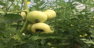 Tarımla Engelleri Aşıyoruz İlk Meyvelerini Verdi