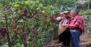 Muhtardan Örnek Bahçe