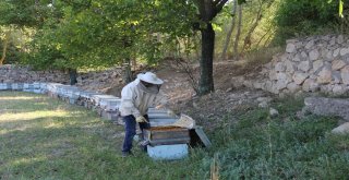 İşçi Olarak Gittiği İsviçreye Bal İhraç Etti