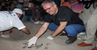 Caretta Carettalar Denizle Buluştu
