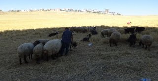 En Büyük Hayali Şaşırttı