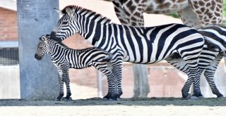 Doğal Yaşamın Yeni Maskotları: Çilli Ve Zilli